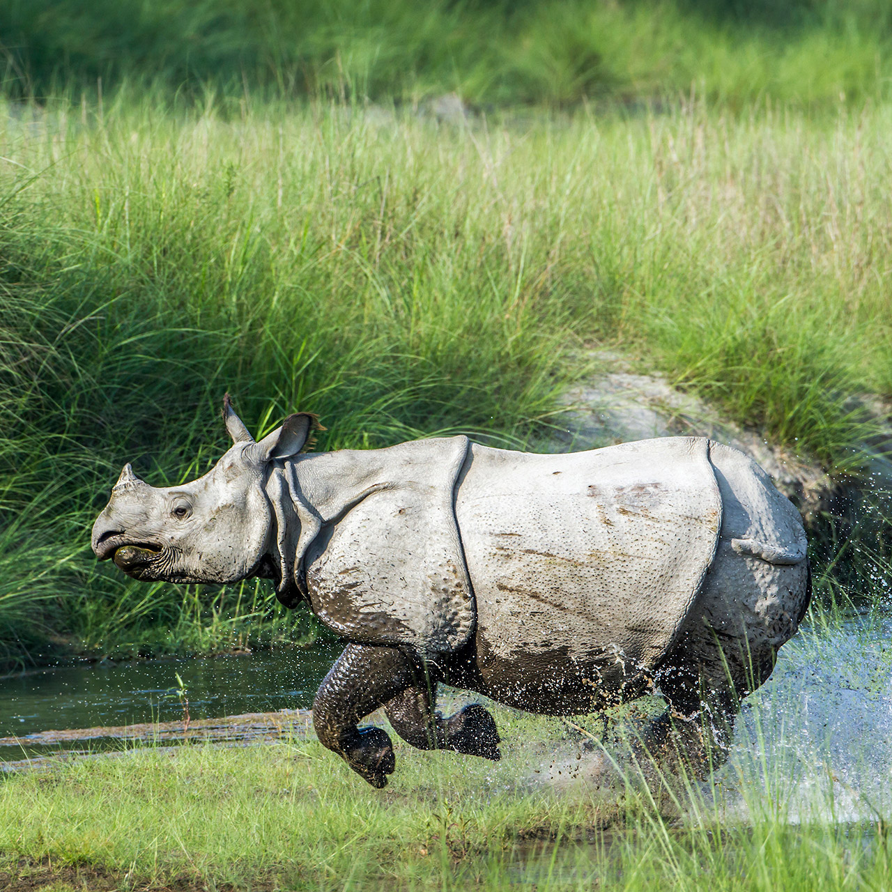 Greater one-horned rhino running